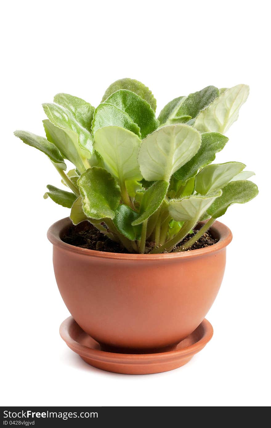 Green plant growing in a pot. Green plant growing in a pot