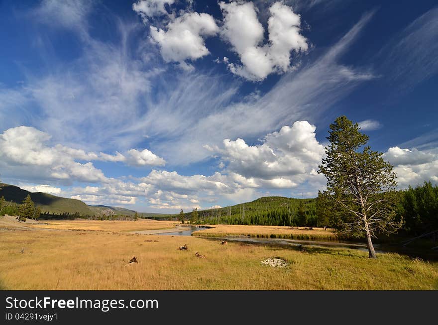 Deer relaxing in a meadow at Yellowstone