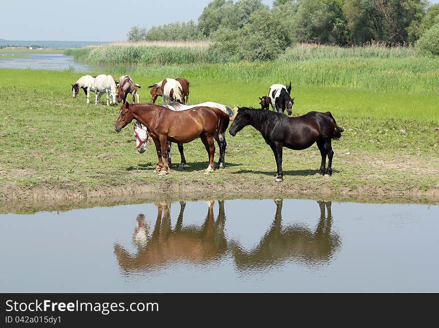 Horses Standing On River