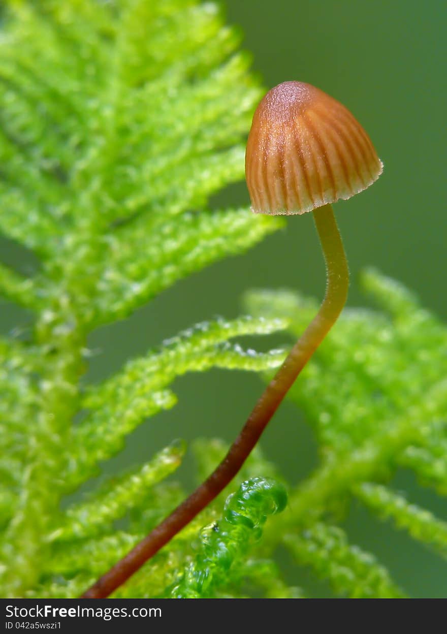 One of poisonous fungus - Galerina hypnorum. One of poisonous fungus - Galerina hypnorum.