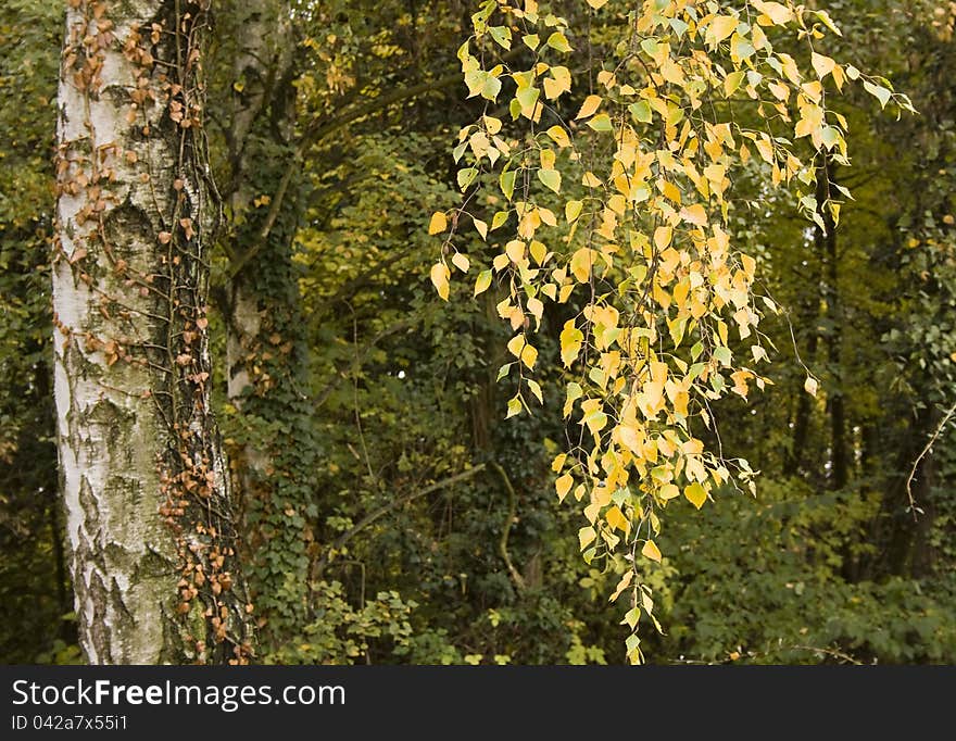 Beautiful birch tree in Autumn. Beautiful birch tree in Autumn