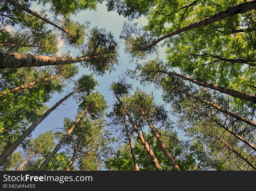 Tall pine trees