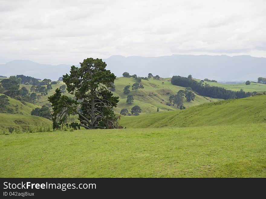 New Zealand landscape with big trees in the field on the background of hills