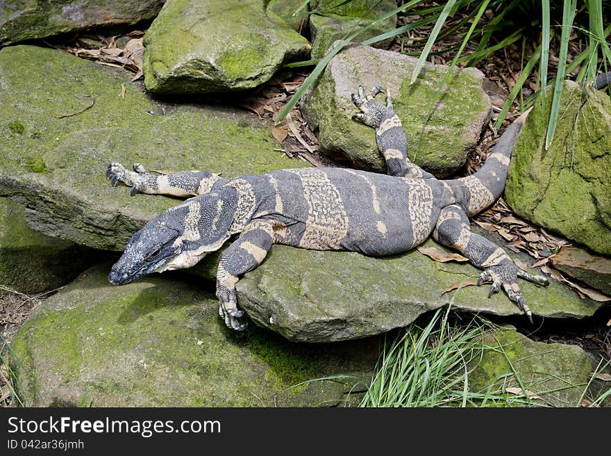 Varan On Stones