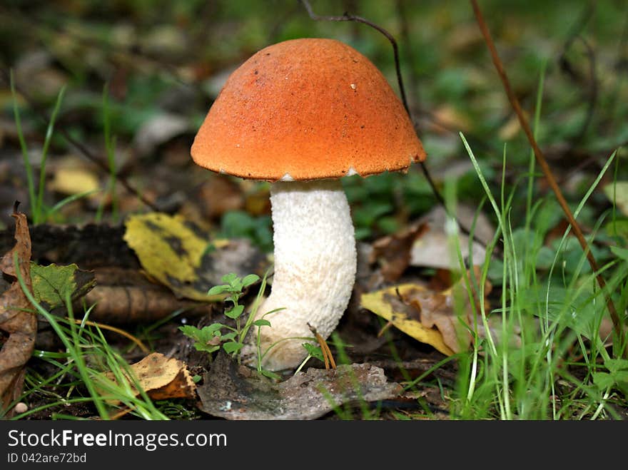 Orange-cap Boletus Mushroom