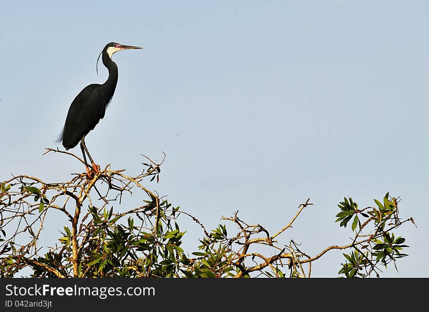 An egret perched at the top of a tree. An egret perched at the top of a tree.