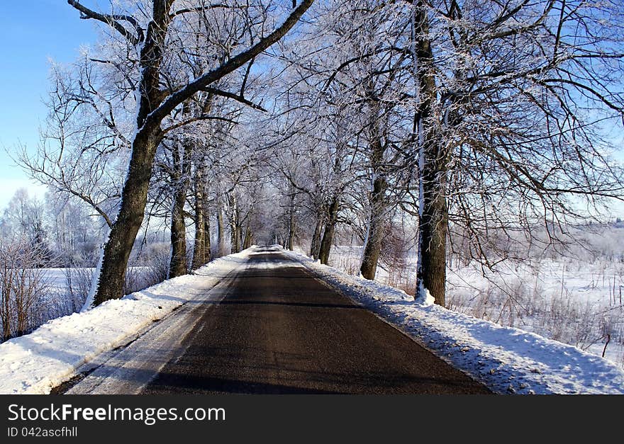 Trees in the Snow