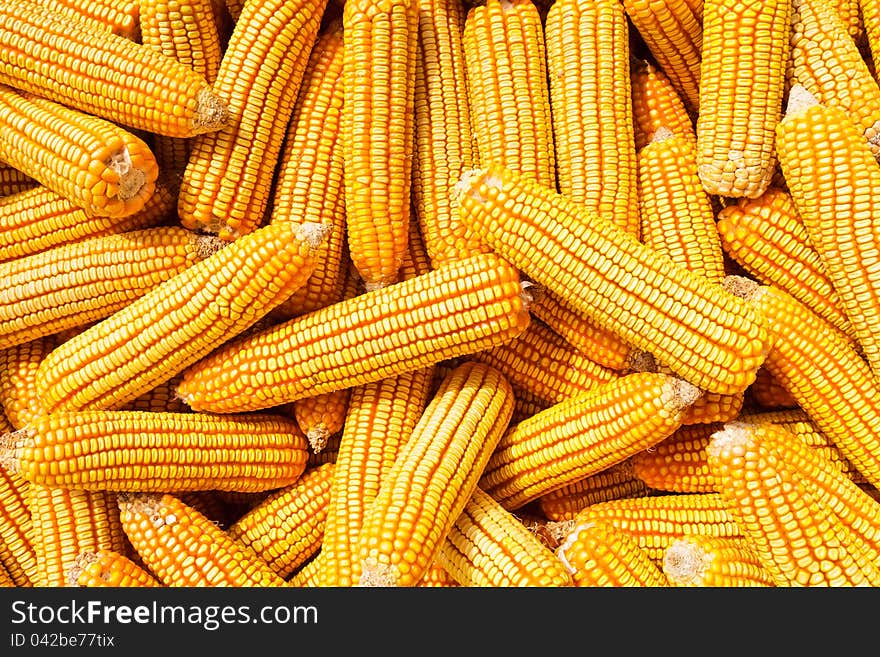 Image of Corn for background. Image of Corn for background