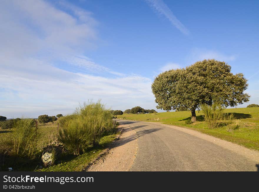 Quercus Suber And A Road