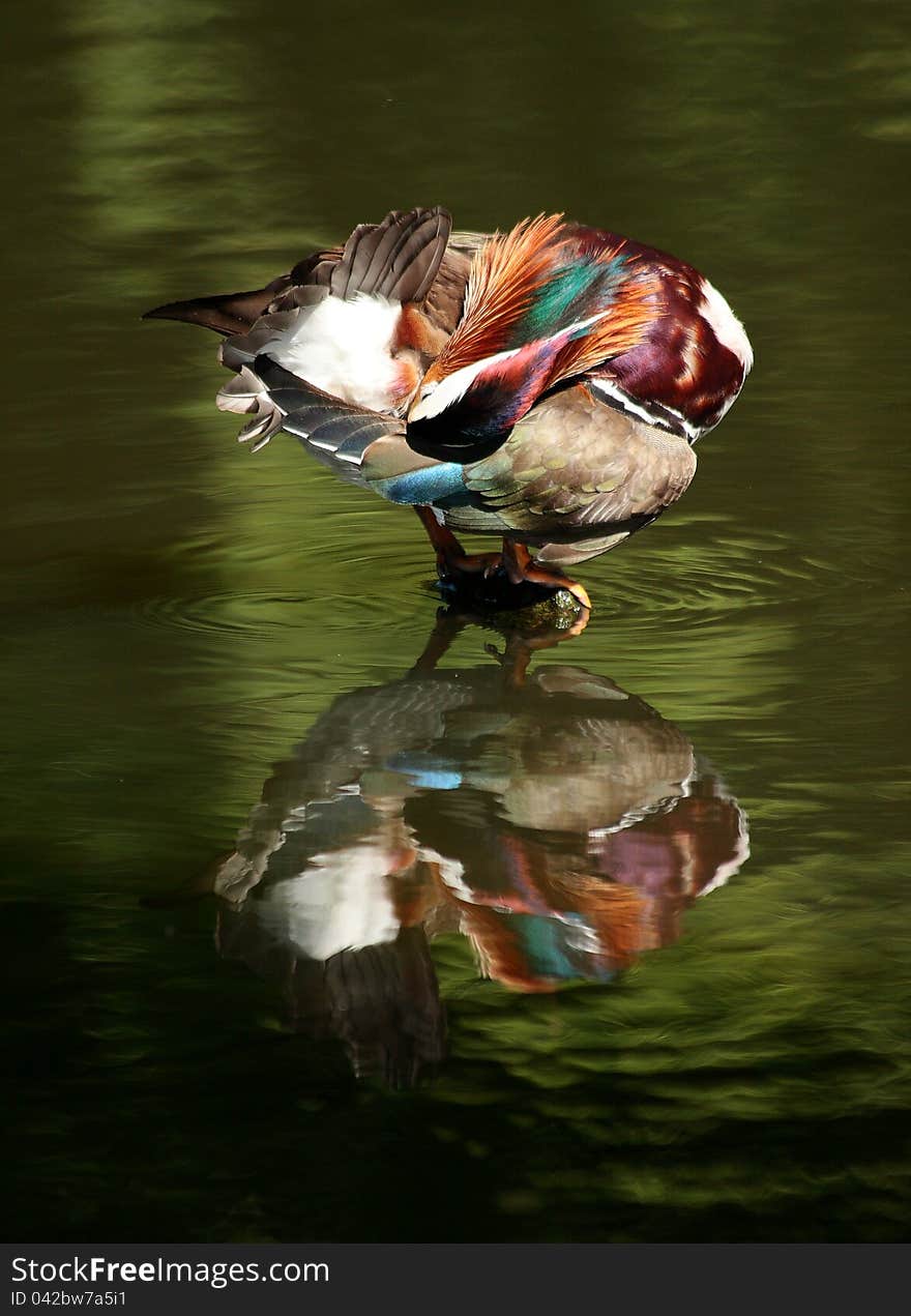 Mandarin Duck