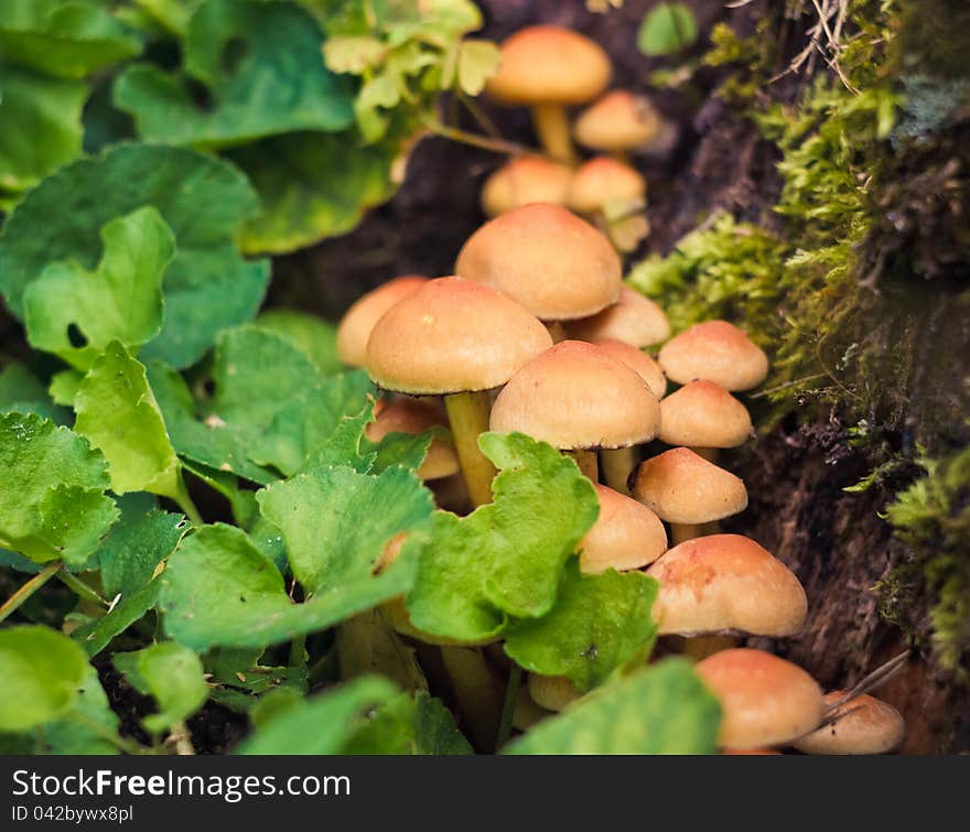 Wild Mushrooms In Forest Setting