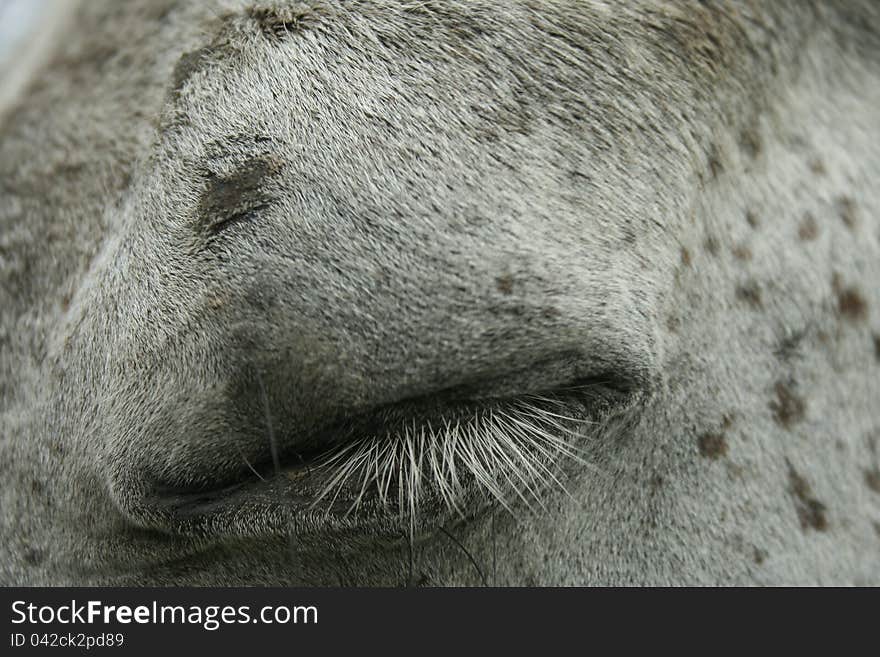 Beautiful spotted white horse with eye closed and long lashes. Beautiful spotted white horse with eye closed and long lashes