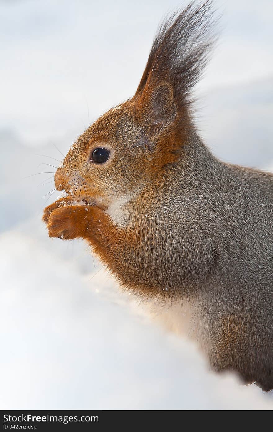 Squirrel on white snow eat a nut. Squirrel on white snow eat a nut