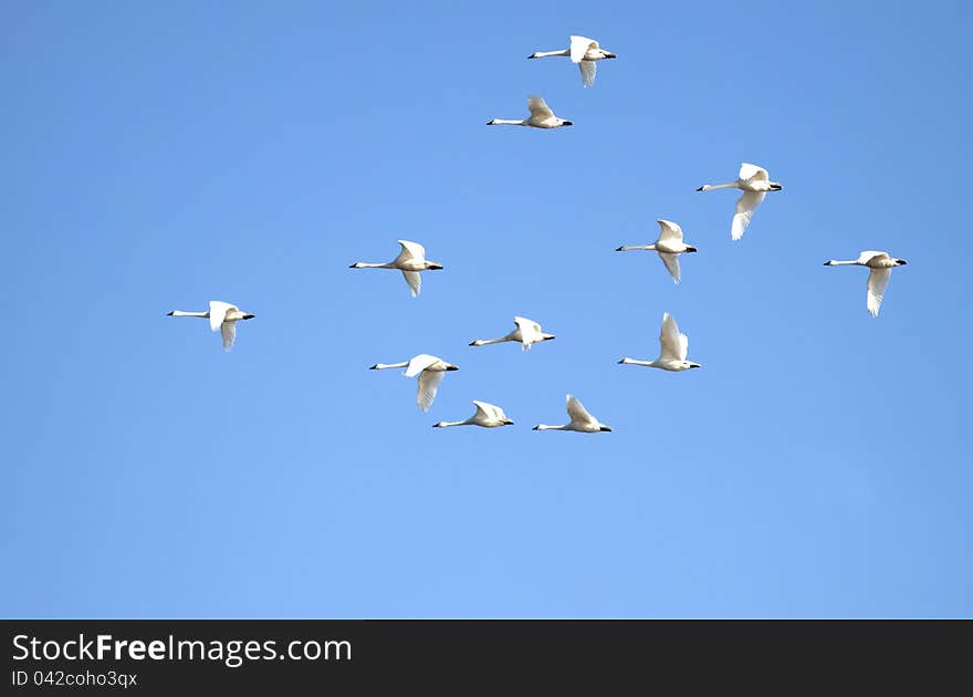 Tundra Swans flying in a clear blue sky. Tundra Swans flying in a clear blue sky.