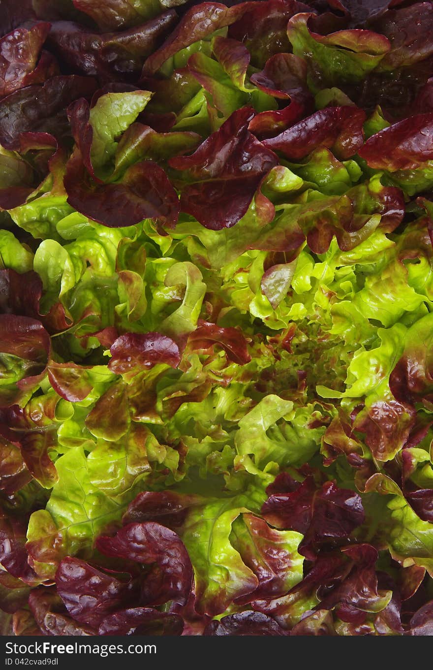 Lettuce closeup