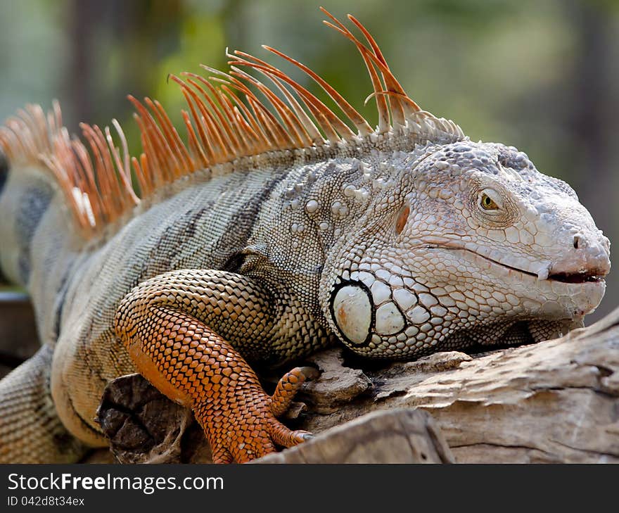 Rare animal iguana color orange