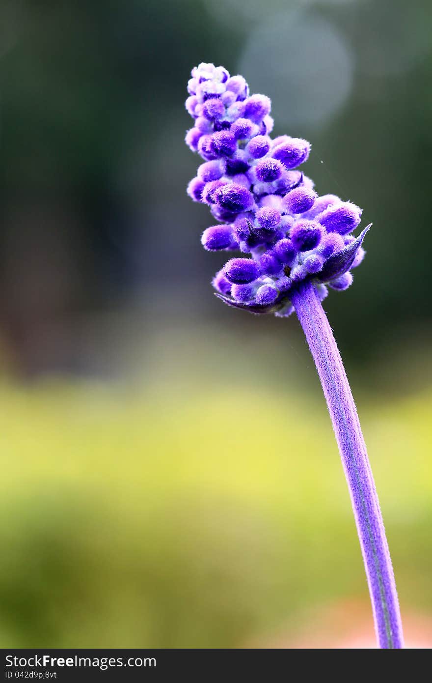 Purple flowers