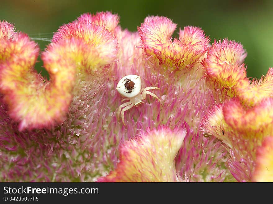 Female crab spider (Misumena vatia) with a small spider on it