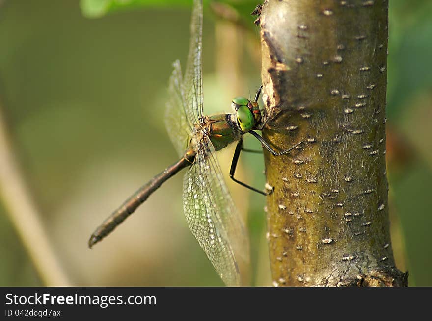 Dragonfly with green eyes sitting in a tree. Dragonfly with green eyes sitting in a tree