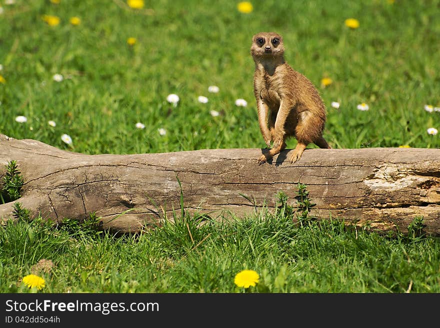 Meerkat in the spring at the zoo. Meerkat in the spring at the zoo