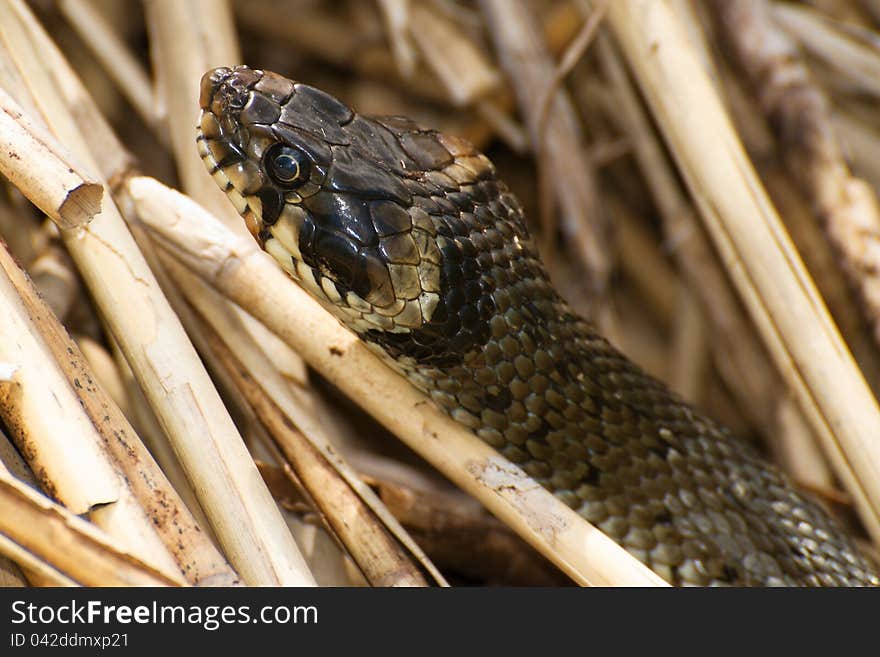 Detail of head Natrix natrix in the reeds