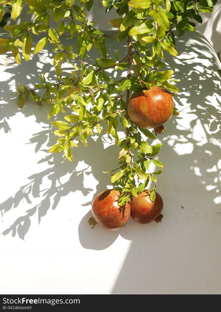 Pomegranate branch on white wall backrgound. Pomegranate branch on white wall backrgound