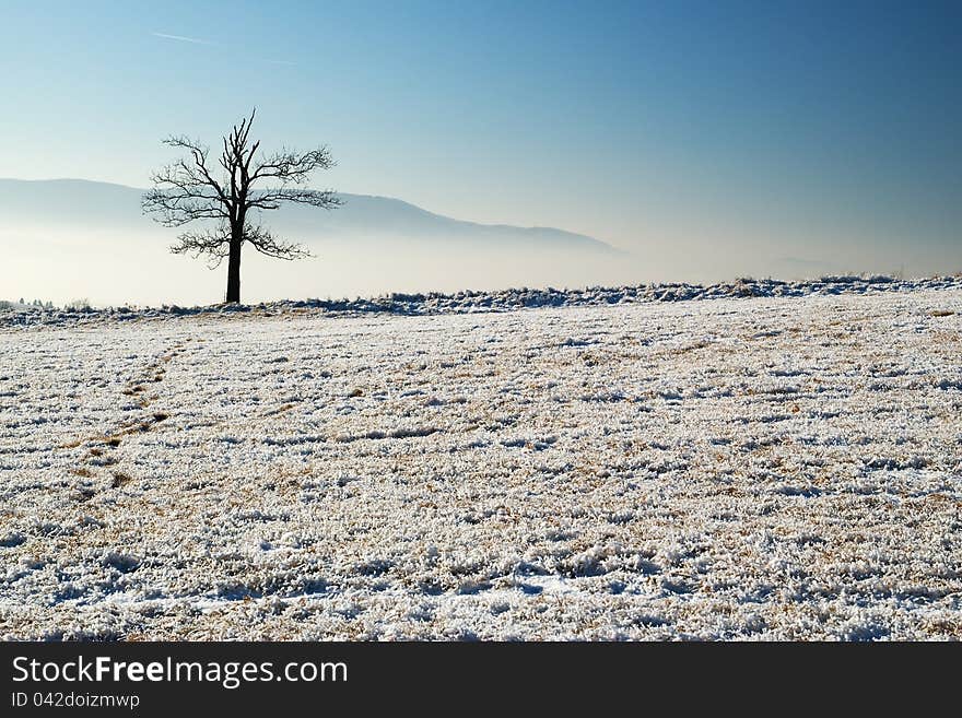 A lone tree in winter landscape