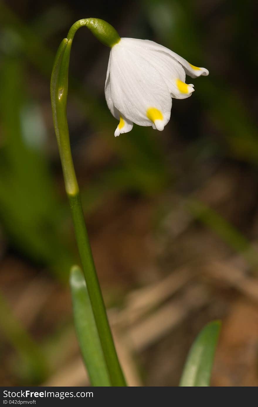 Leucojum vernum detail