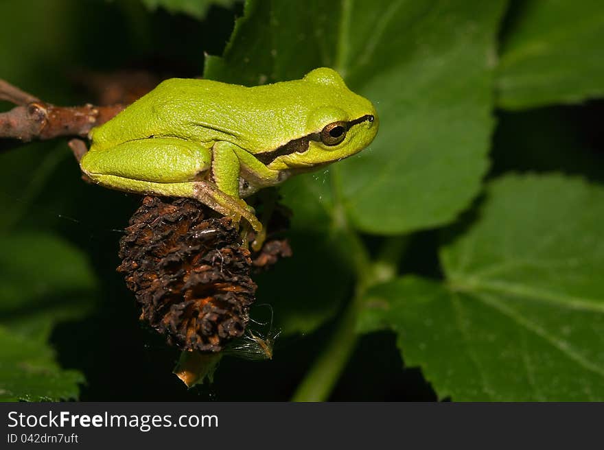 Frog is going to jump. Frog is going to jump