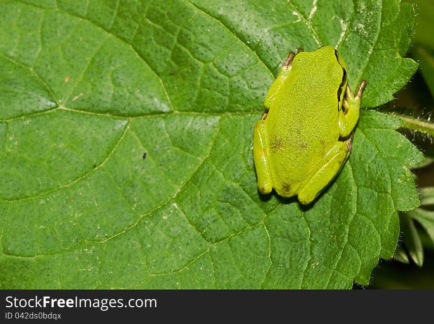 Hyla Arborea