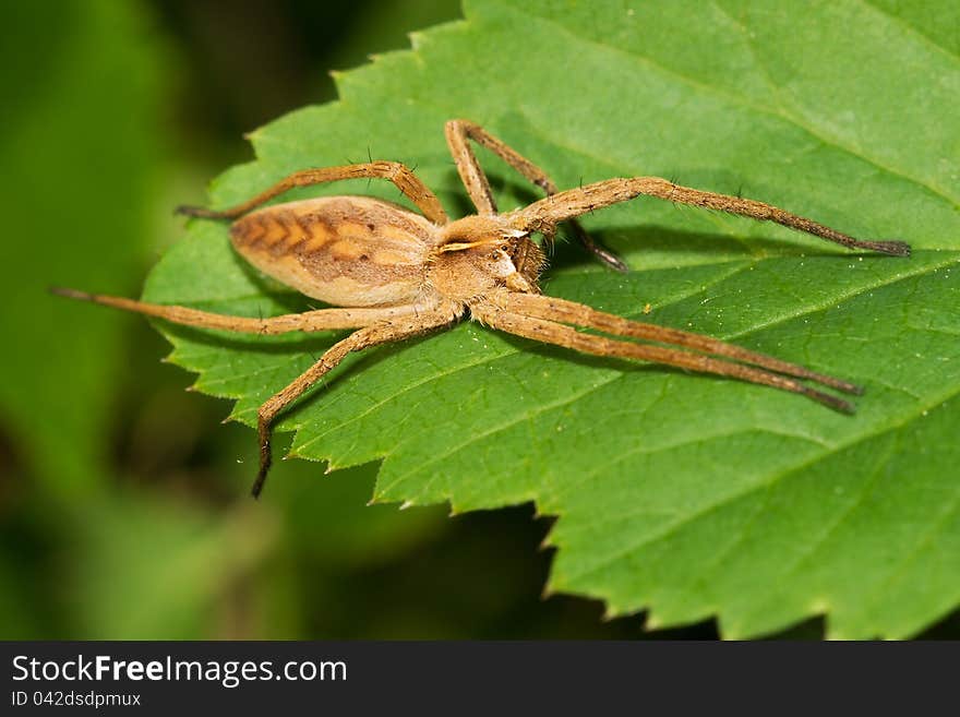 Spider family Pisaura resting on leaf. Spider family Pisaura resting on leaf