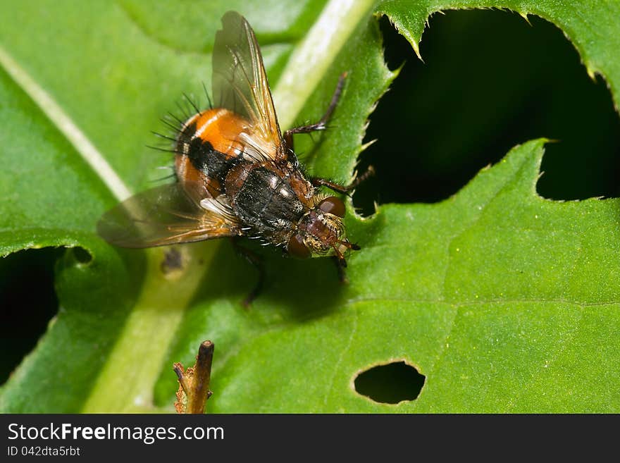 Orange fly sitting in the grass. Orange fly sitting in the grass