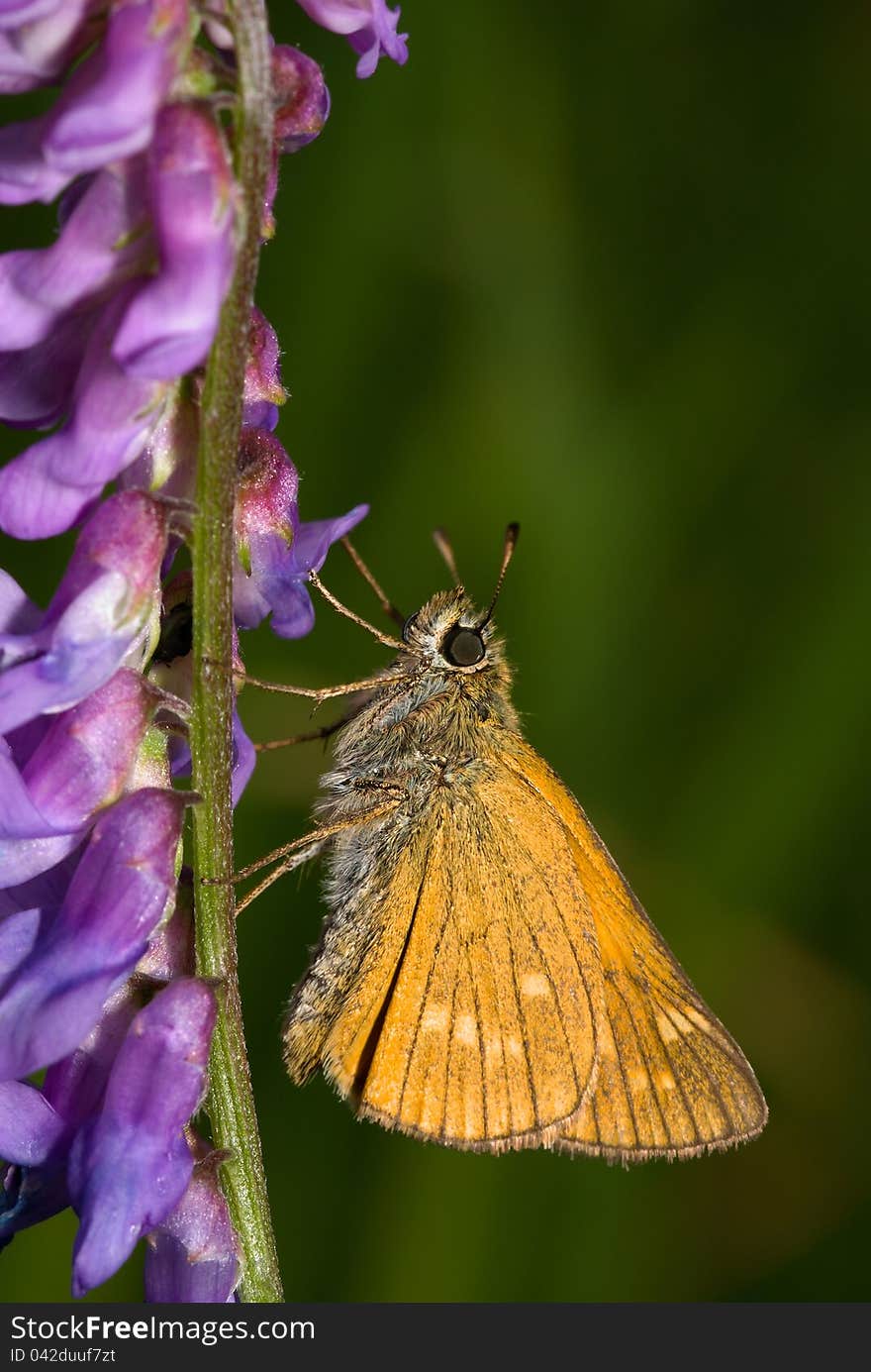 Ochlodes sylvanus