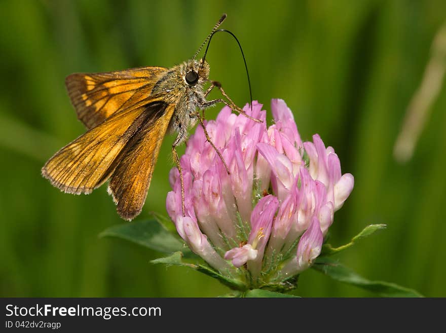 A small brown butterfly with a long stalk of a flower sucks. A small brown butterfly with a long stalk of a flower sucks