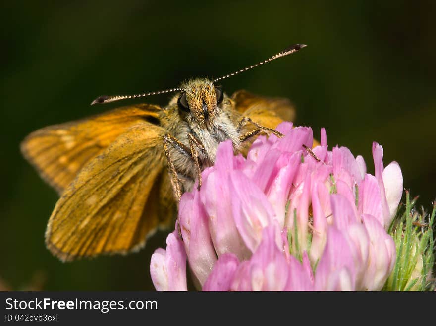 Portrait of a butterfly from flower sucking. Portrait of a butterfly from flower sucking