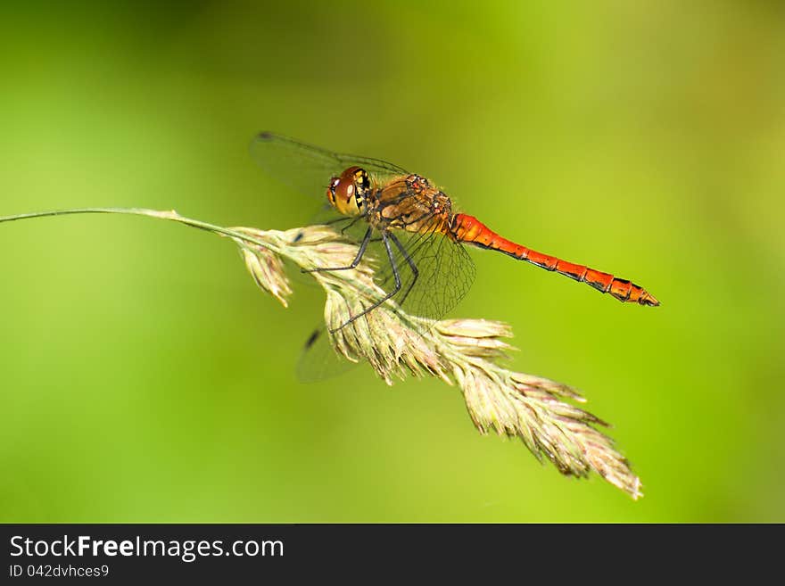 Red dragonfly resting on the cob. Red dragonfly resting on the cob