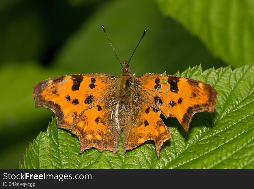 Butterfly genus Araschnia on a green background. Butterfly genus Araschnia on a green background