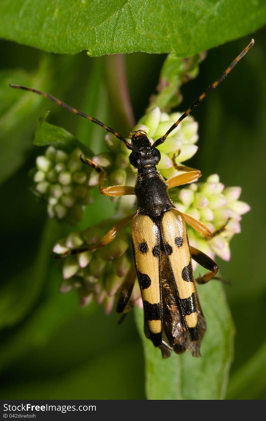 Beetle Strangulata family is going to leave. Beetle Strangulata family is going to leave