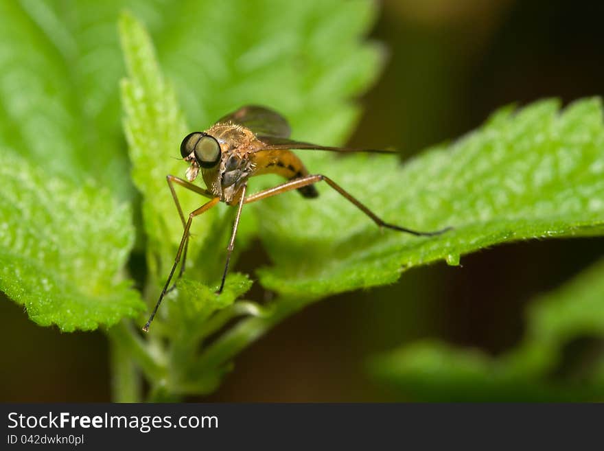 Predatory fly lurking on the sheet. Predatory fly lurking on the sheet