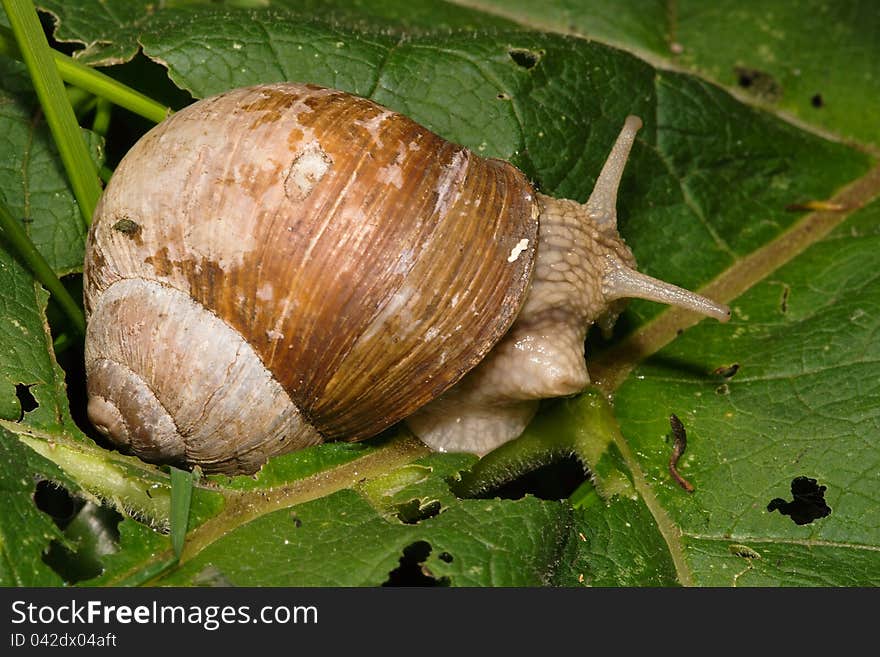 Big snail Helix genus on green leaves. Big snail Helix genus on green leaves