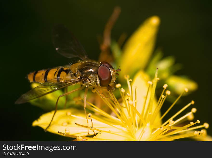 Episyrphus balteatus