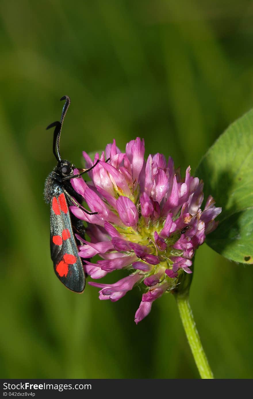 Zygaena filipendulae