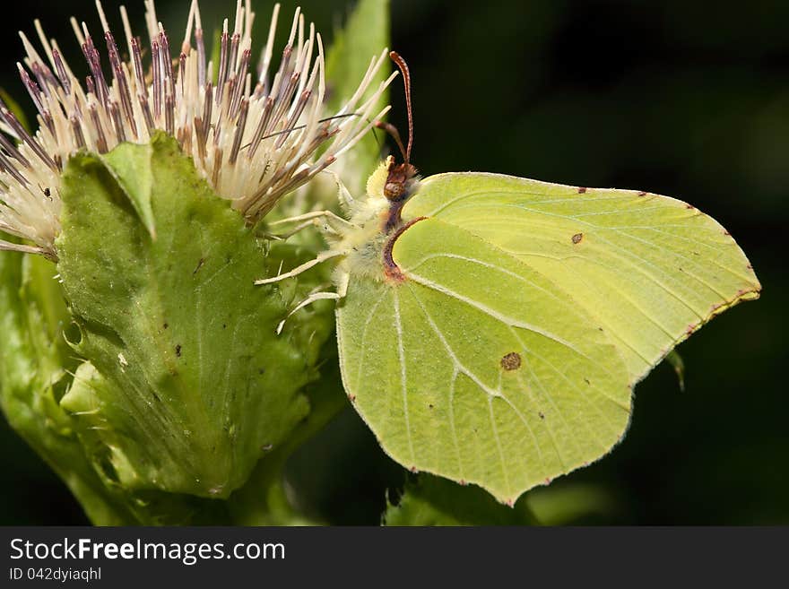 Butterfly Gonepteryx rhamni sucking on a flower