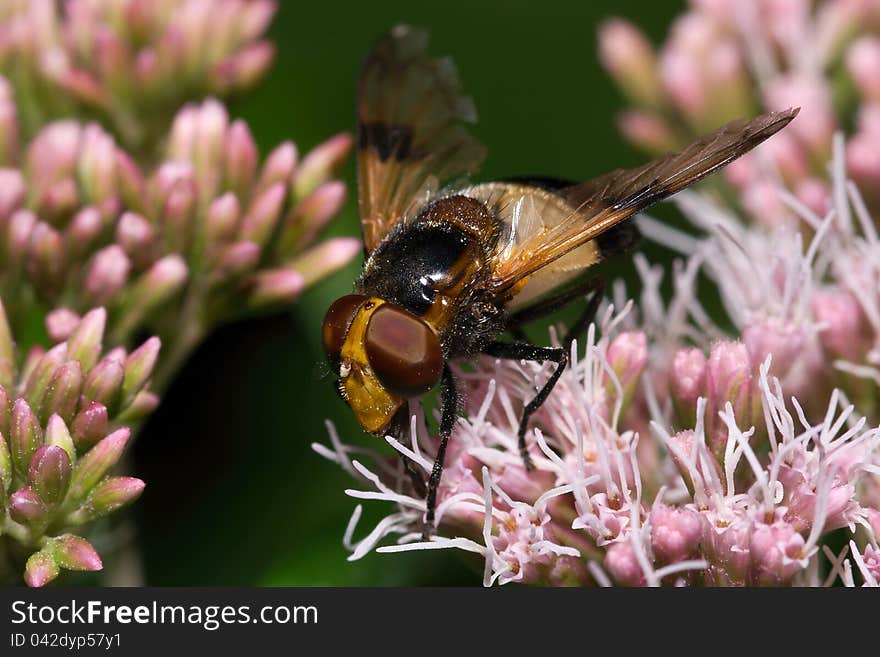 Great color fly sitting on a flower