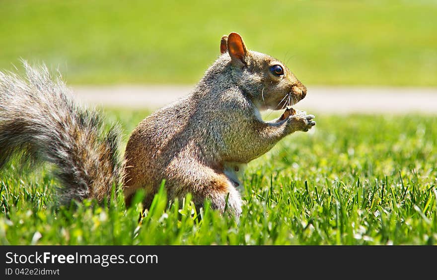 Typical squirrel of American parks. Squirrels are indigenous to the Americas, Eurasia, and Africa and have been introduced to Australia. Squirrels are first attested in the Eocene, about 40 million years ago, and are most closely related to the mountain beaver and to the dormice among living species.