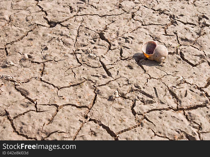 Cracked ground after flood with shell