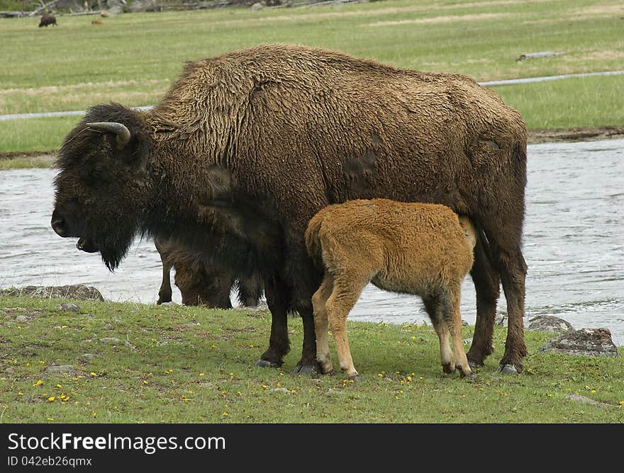 Bison cow with nursing calf standing near water. Bison cow with nursing calf standing near water