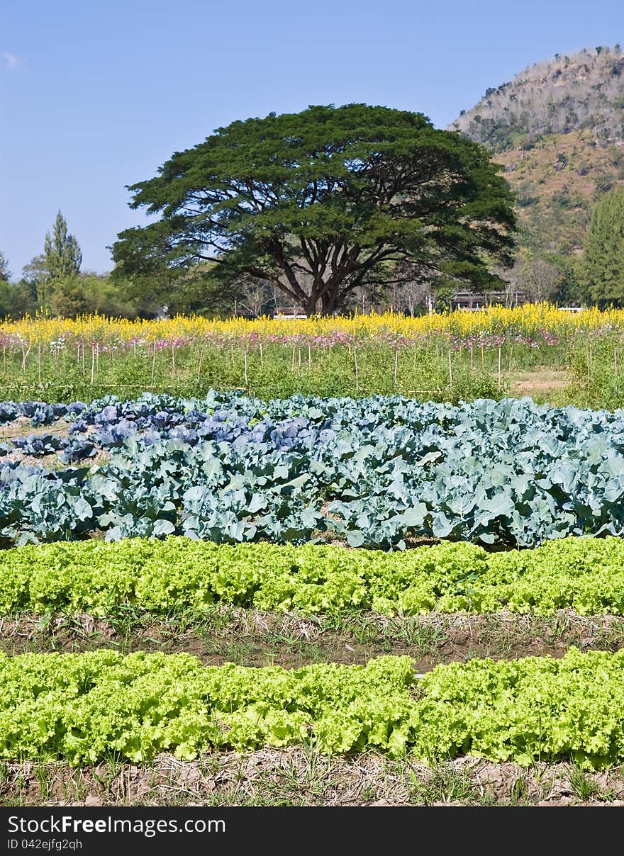 Vegetables plots