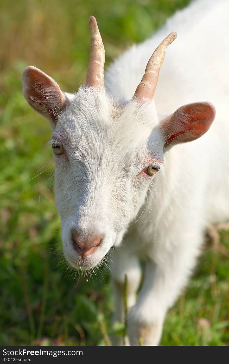 A Goat Grazing In The Meadow