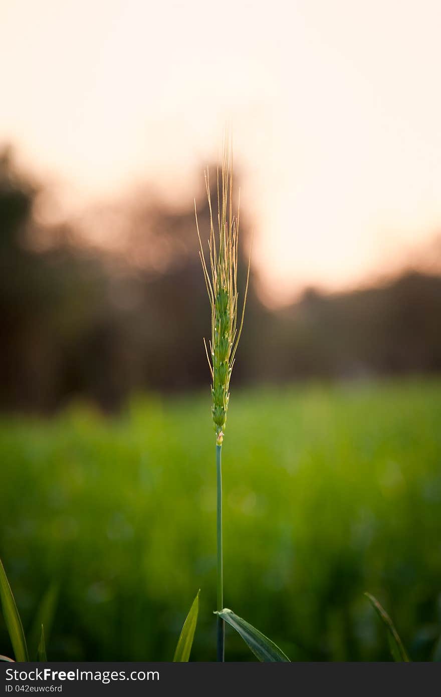 closeup of  green wheat